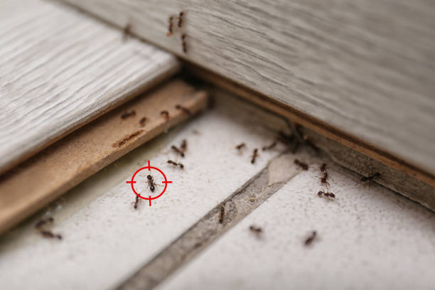 Trusted Glade Spring, VA Pest Control Experts