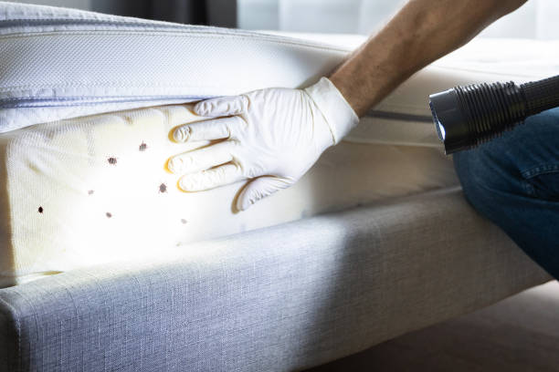 Best Emergency Pest Control  in Glade Spring, VA