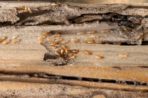 Best Residential Pest Control  in Glade Spring, VA