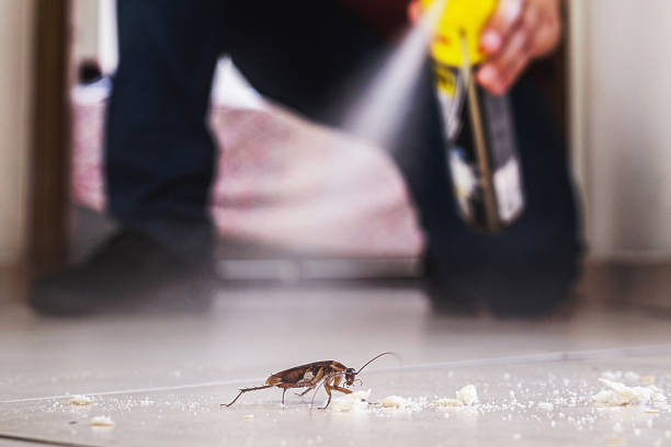 Flea Control Services in Glade Spring, VA
