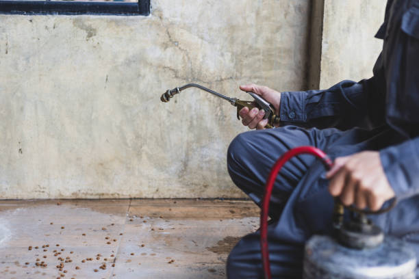 Best Local Pest Control Services  in Glade Spring, VA
